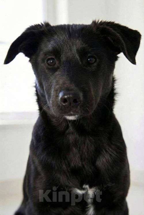 Собаки в Москве: Ричард и Сеня, добрые, умные, контактные щенки-подростки ищут дом Мальчик, Бесплатно - фото 5