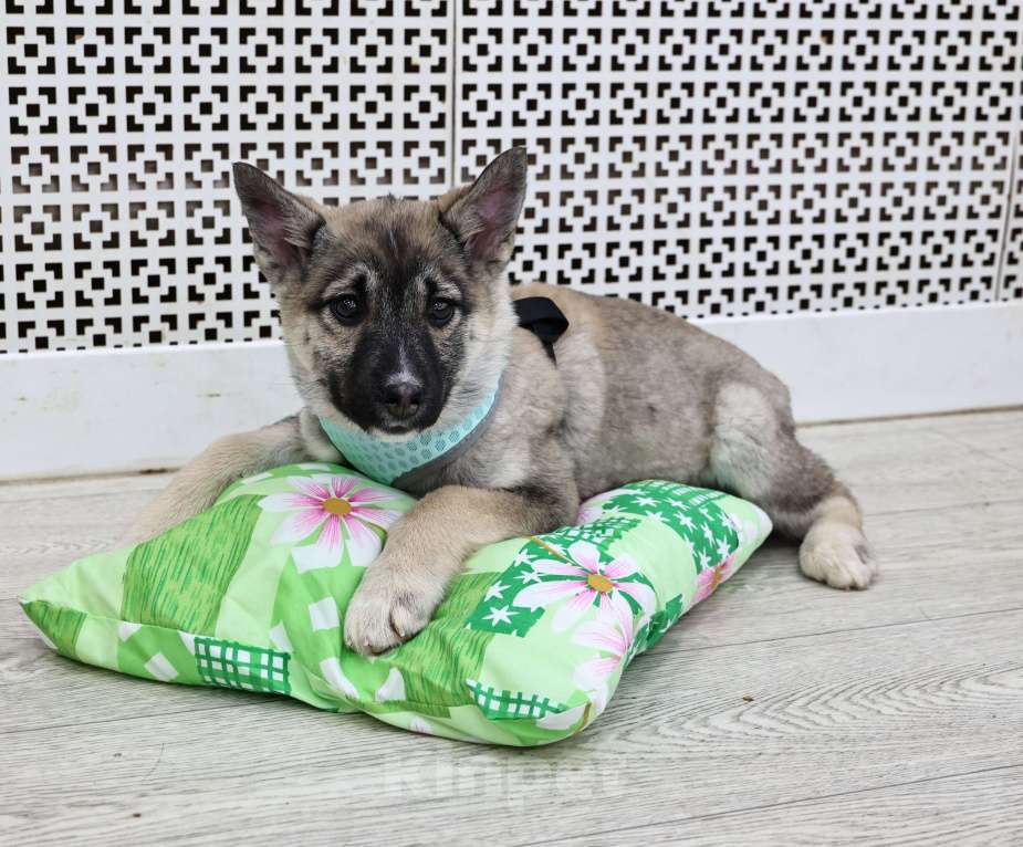 Собаки в Москве: Щенки бесплатно в Москве Девочка, Бесплатно - фото 2