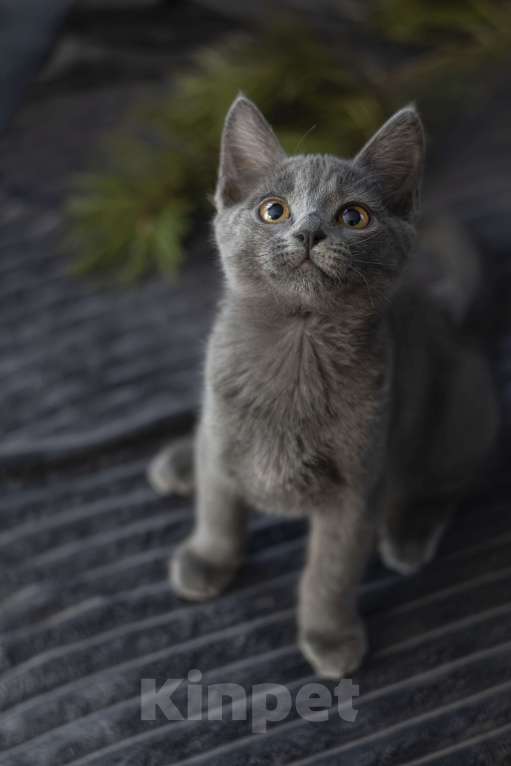 Кошки в Москве: Бастет Девочка, 25 000 руб. - фото 3