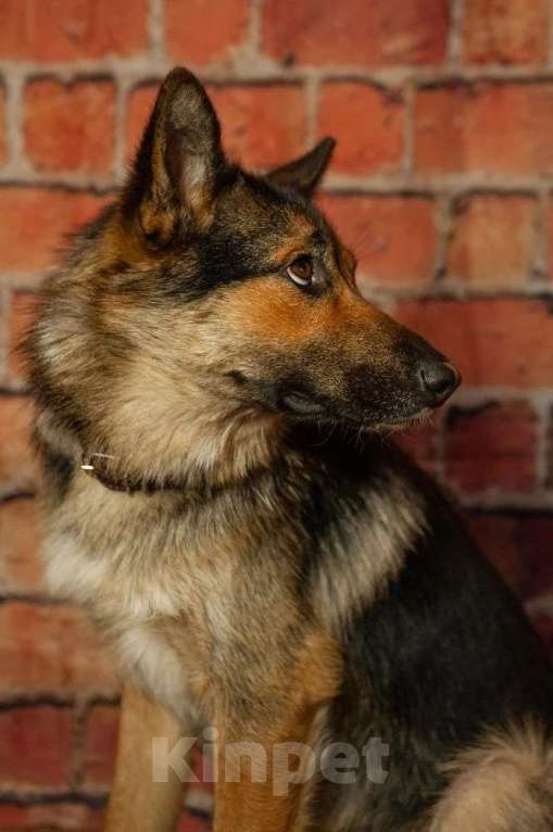 Собаки в Ногинске: Дейзи — дипломат с хвостом! Девочка, Бесплатно - фото 7