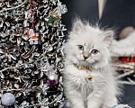 Кошки в Острогожске: Котята Невские Маскарадные, 25 000 руб. - фото 5