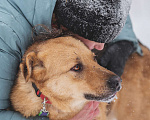 Собаки в Москве: Большой, обнимательный пес-медвежонок Кýма ищет дом! Мальчик, Бесплатно - фото 4