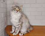 Кошки в Москве: сибирские котята Мальчик, 25 000 руб. - фото 8