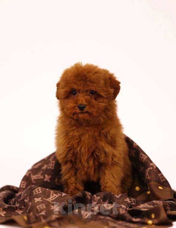 Собаки в Москве: Той-пудель Тедди мальчик Мальчик, 110 руб. - фото 2