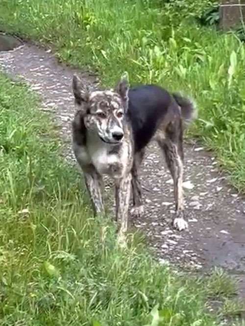 Собаки в Туле: Ласковый, дружелюбный песик-подросток Проша ищет дом Мальчик, 10 руб. - фото 3