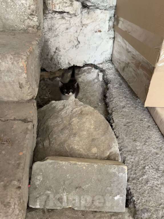 Кошки в Ростове-на-Дону: Кошку с котятами выбросили, временно живут в подъезде Разнополые, Бесплатно - фото 4