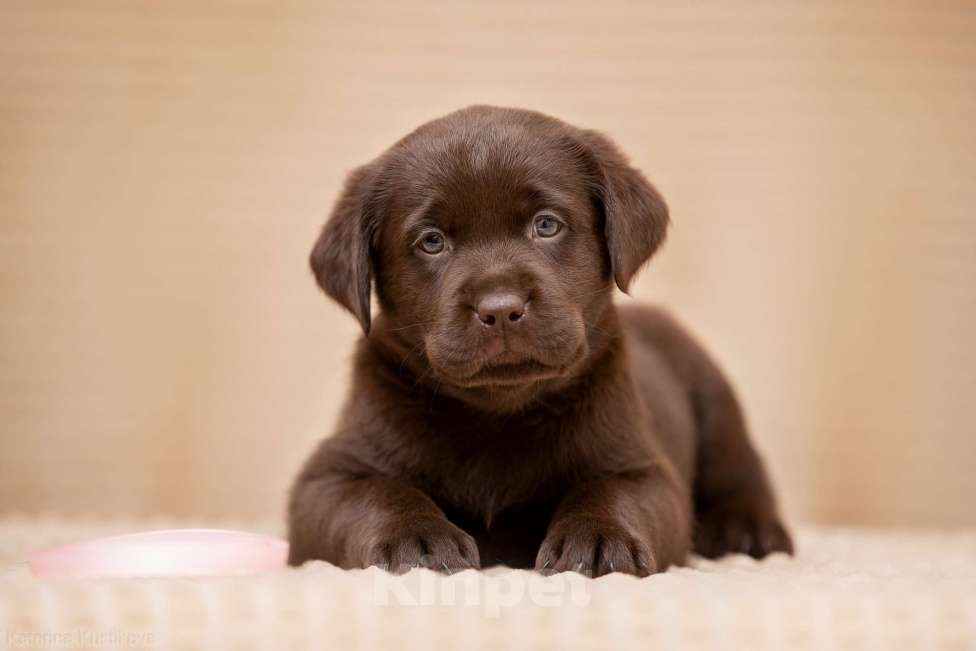 Собаки в Москве: Щенки Лабрадора ретривера шоколадные Девочка, 100 000 руб. - фото 4