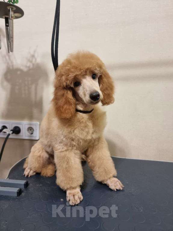 Собаки в Красноярске: Щенки миниатюрного рыжего пуделя Девочка, Бесплатно - фото 4