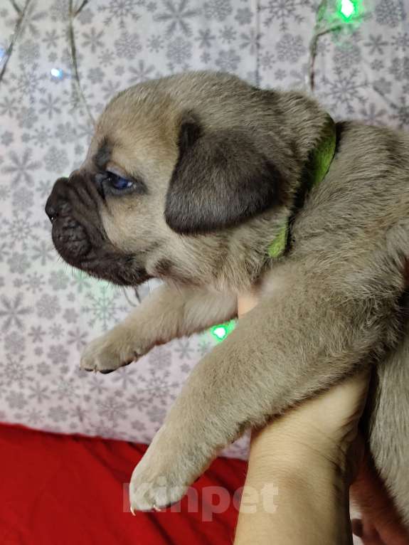 Собаки в других городах Краснодарского края: Кане-Корсо, щенок Мальчик, 30 000 руб. - фото 3