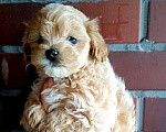 Собаки в Санкт-Петербурге: Мальтипу Мальчик, Бесплатно - фото 1