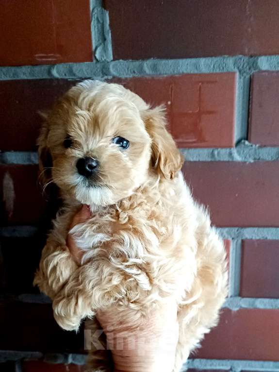 Собаки в Санкт-Петербурге: Мальтипу Мальчик, Бесплатно - фото 1