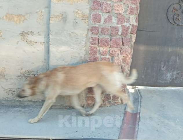 Собаки в Симферополе: Очень верные друзья Мальчик, Бесплатно - фото 2