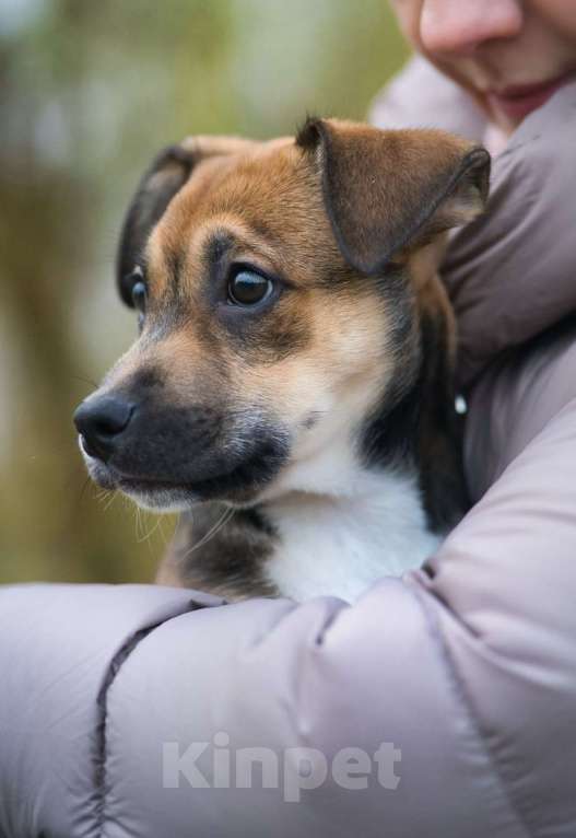 Собаки в Москве: Нала - нежность в двойном размере Девочка, Бесплатно - фото 3