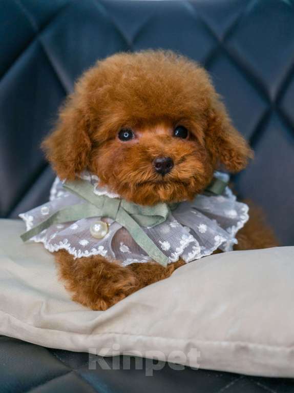 Собаки в Пушкино: Той пудель (тикап мальчик) Мальчик, 200 000 руб. - фото 1