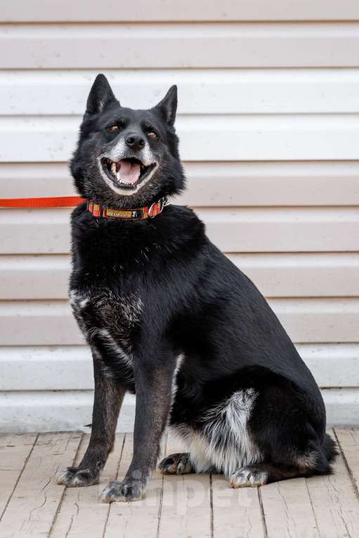 Собаки в Москве: Собака с удивительными глазами Девочка, Бесплатно - фото 2