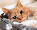Кошки в Химках: Котенок в добрые руки Мальчик, Бесплатно - фото 6