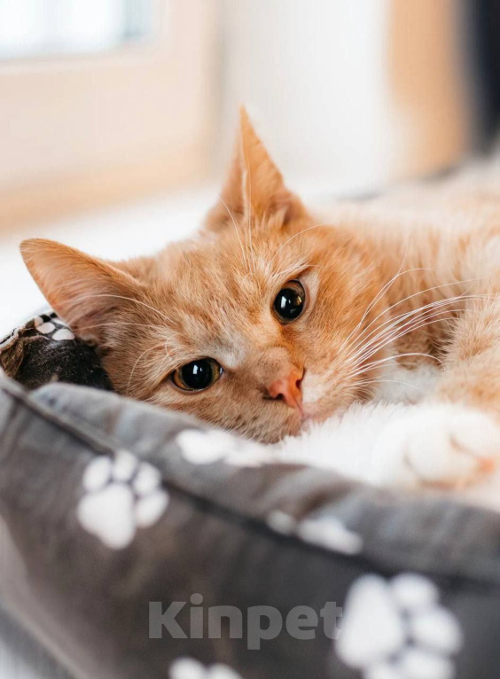 Кошки в Химках: Котенок в добрые руки Мальчик, Бесплатно - фото 6