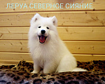 Собаки в Череповце: Щенок Самоедской Собаки/Самоеда Девочка, 80 000 руб. - фото 1