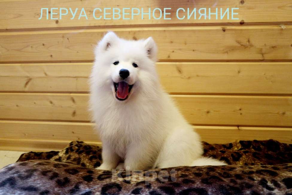 Собаки в Череповце: Щенок Самоедской Собаки/Самоеда Девочка, 80 000 руб. - фото 1