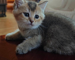 Кошки в Севастополе: Котенок Мальчик, Бесплатно - фото 4