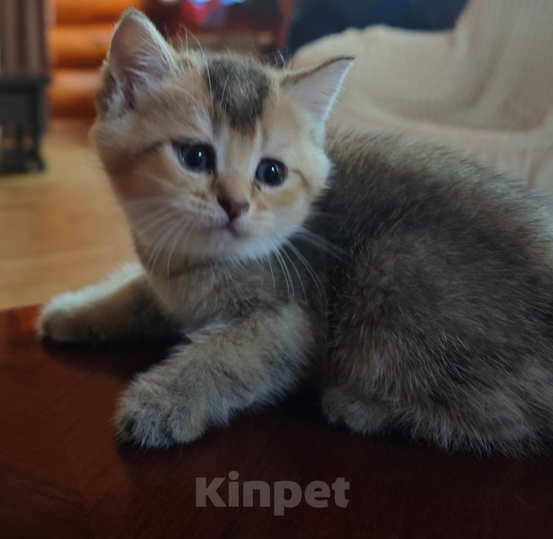 Кошки в Севастополе: Котенок Мальчик, Бесплатно - фото 4