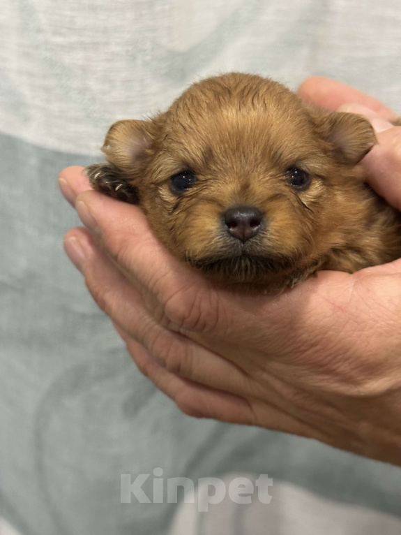 Собаки в других городах Алтайского края: Девочка Луна Девочка, 35 000 руб. - фото 1