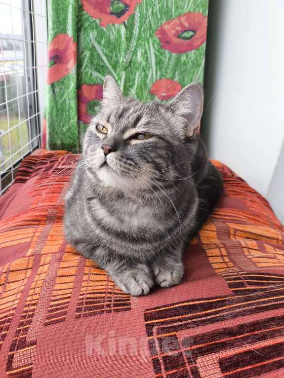 Кошки в Москве: Margo Девочка, Бесплатно - фото 5