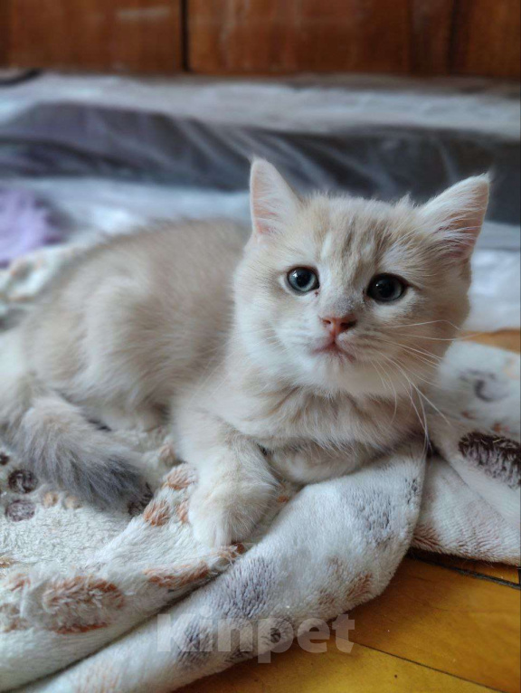 Кошки в Санкт-Петербурге: Продаются чистокровные котята британской шиншиллы Мальчик, Бесплатно - фото 7