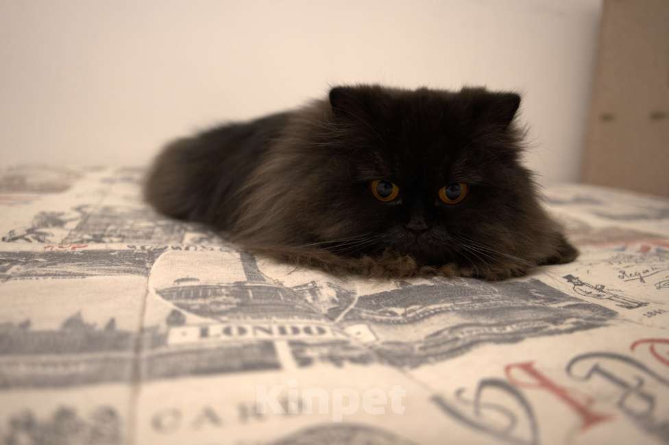 Кошки в Краснодаре: Дасти Pol Catana Девочка, 45 000 руб. - фото 6