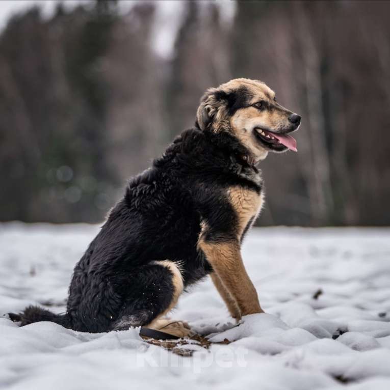 Собаки в Клине: Патрик — красивейший мощный пёс Мальчик, Бесплатно - фото 4
