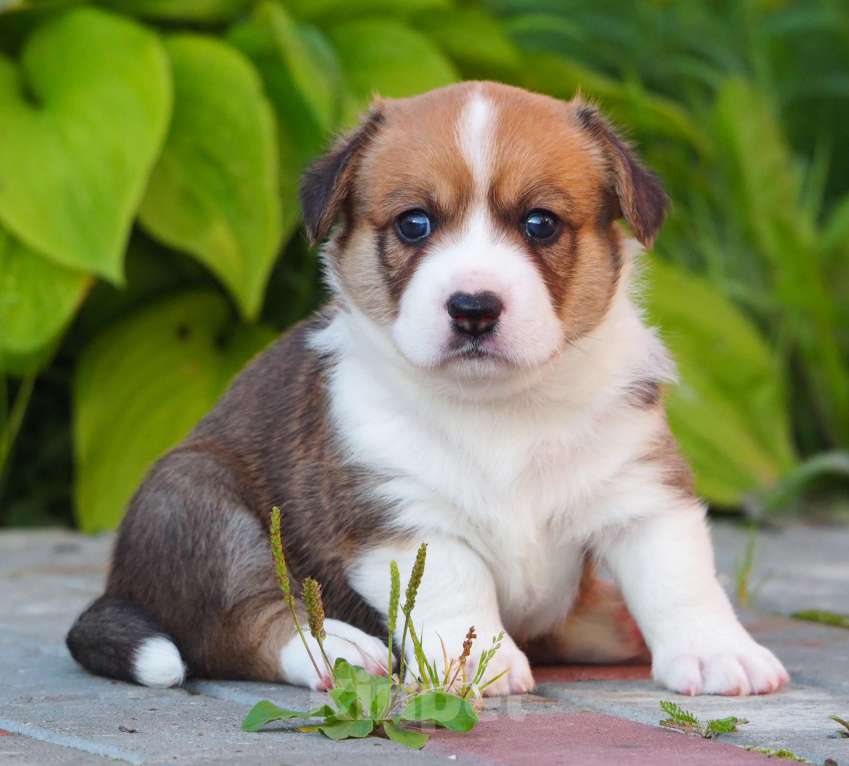 Собаки в Кстово: Шикарный парниша  Мальчик, Бесплатно - фото 3