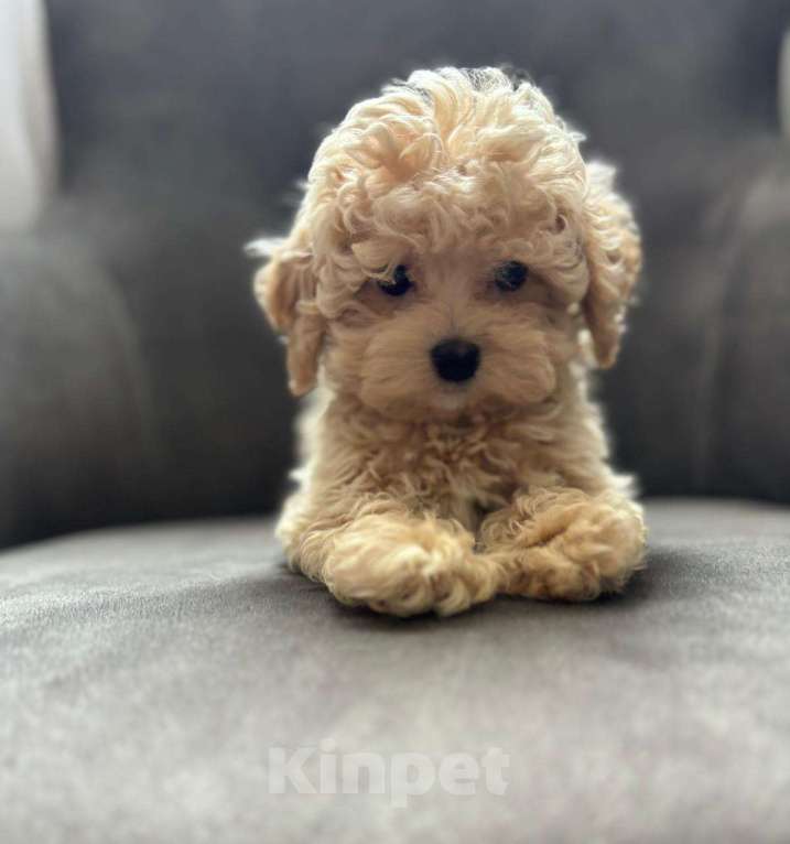 Собаки в Москве: Мальтипу мини кукольный мальчик Мальчик, 150 000 руб. - фото 4
