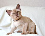 Кошки в Пензе: Бурмята Мальчик, 30 000 руб. - фото 4
