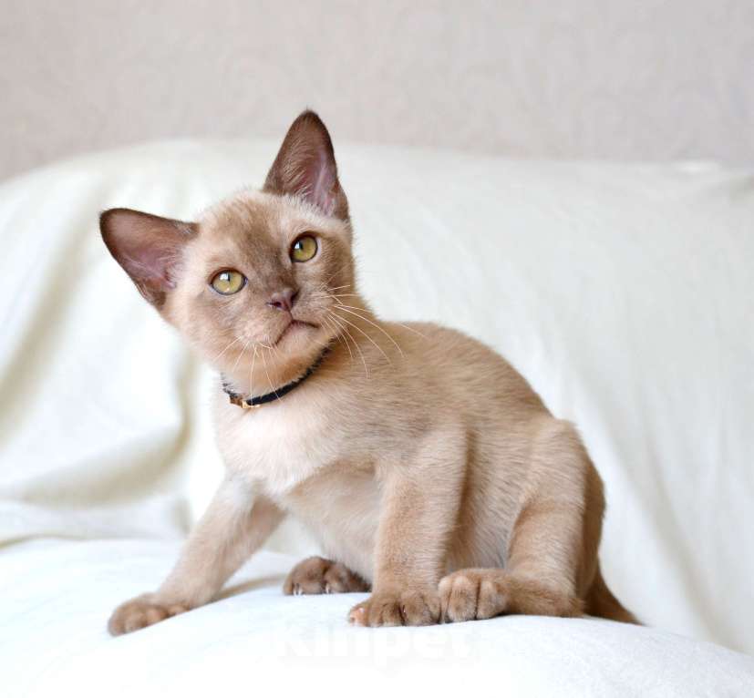 Кошки в Пензе: Бурмята Мальчик, 30 000 руб. - фото 4