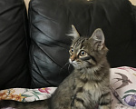 Кошки в Ростове-на-Дону: Котята. Мальчик и девочка. Девочка, Бесплатно - фото 1