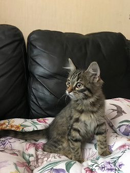 Котята. Мальчик и девочка.