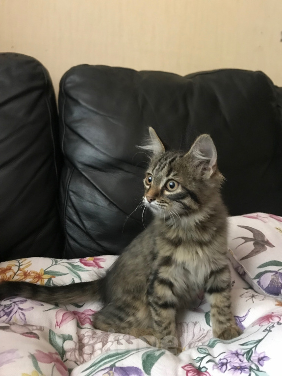 Кошки в Ростове-на-Дону: Котята. Мальчик и девочка. Девочка, Бесплатно - фото 1