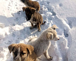 Собаки в Новокузнецке: Отдадим в хорошие руки, срочно или собачки будут без дома  Мальчик, Бесплатно - фото 3