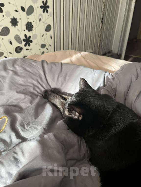 Кошки в Тольятти: Кот в добрые руки Мальчик, Бесплатно - фото 8