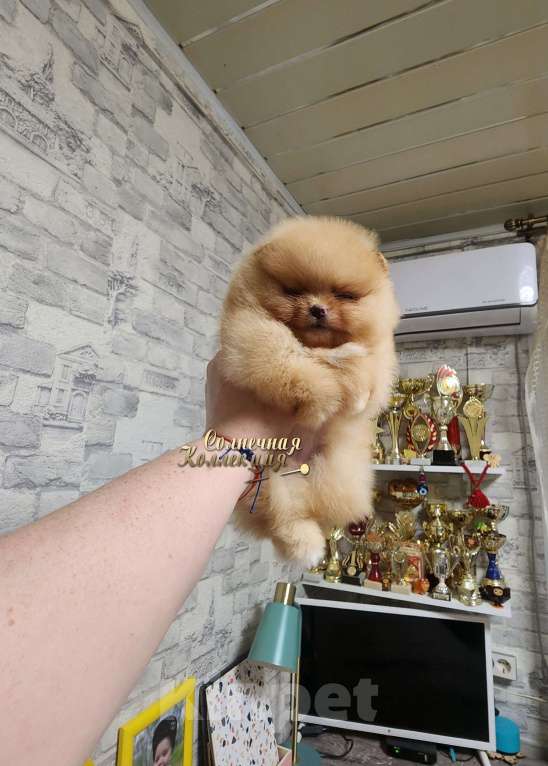 Собаки в Москве: Эффектная девочка померансекого шпица РКФ Девочка, Бесплатно - фото 1