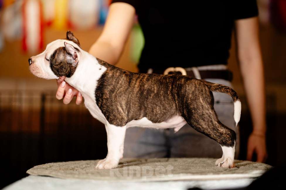 Собаки в Москве: Яркий уютный Сахарок для самого любящего сердца. Мальчик, 100 000 руб. - фото 3