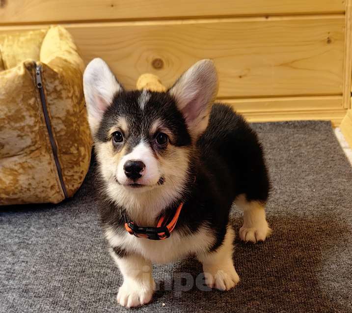 Собаки в Москве: Мальчик 3 мес. Вельш Корги Пемброк Мальчик, 40 000 руб. - фото 7