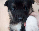 Собаки в Кемерово: Щенки крупнопародных собак Девочка, 100 руб. - фото 6
