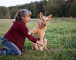 Собаки в Москве: Альф ищет дом! Мальчик, Бесплатно - фото 8