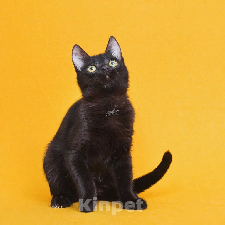 Кошки в Москве: Чудесный котенок ищет дом Мальчик, Бесплатно - фото 5