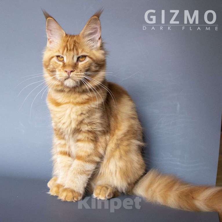 Кошки в других городах Воронежской области: Gizmo Dark Flame Девочка, 50 000 руб. - фото 6