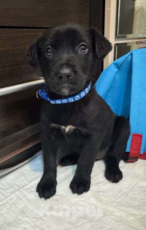 Собаки в Москве: Бруно - покоритель сердец Мальчик, Бесплатно - фото 2