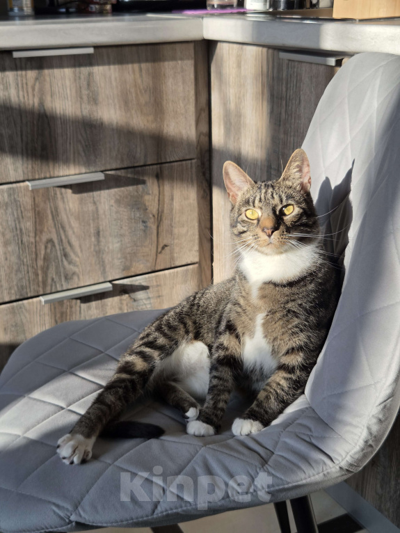 Кошки в Санкт-Петербурге: Шикарная кошка в добрые руки Девочка, Бесплатно - фото 6