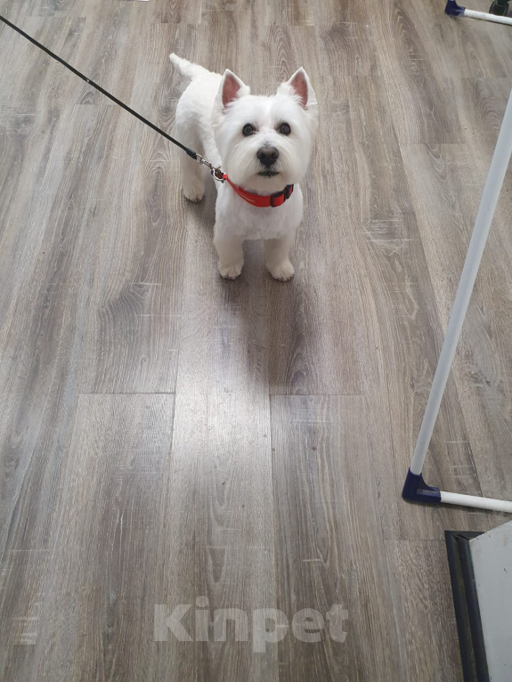 Собаки в Москве:  Кобель для вязки. Мальчик, 1 руб. - фото 2