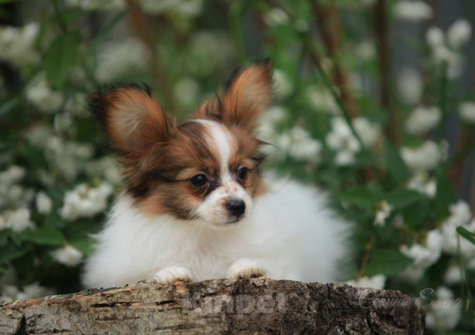 Собаки в Москве: папийон мальчик Мальчик, 45 000 руб. - фото 3